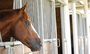 Parasitas externos do cavalo